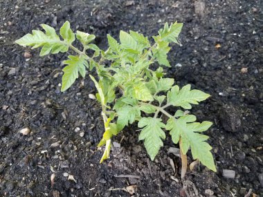 kir veya toprakta domates bitki yeşil yaprakları