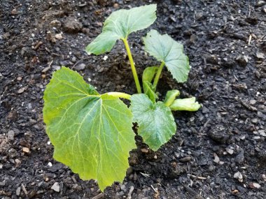 kir veya toprakta kabak bitki üzerinde yeşil yapraklar