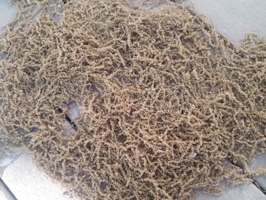 ahşap güvertede polen taneleri kazık veya höyük