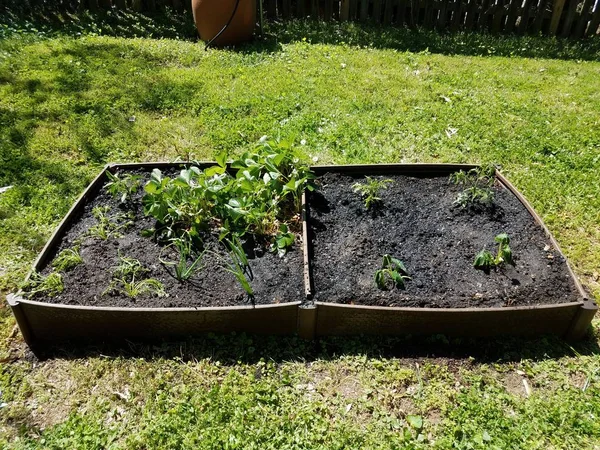 garden with strawberry, tomato, onion, carrot, and squash plants