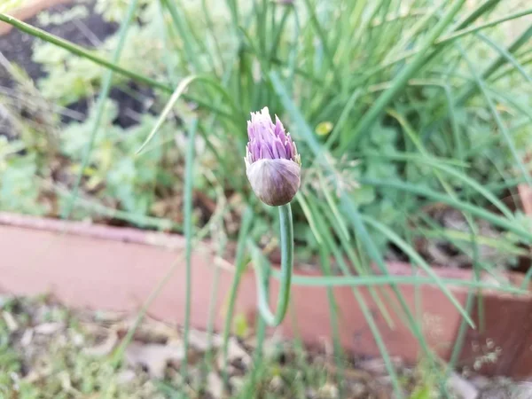 Фіолетова квітка на зеленій цибулі або рослині в саду — стокове фото