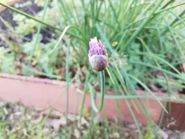 Fleur violette sur ciboulette verte ou oignon dans le jardin — Photo