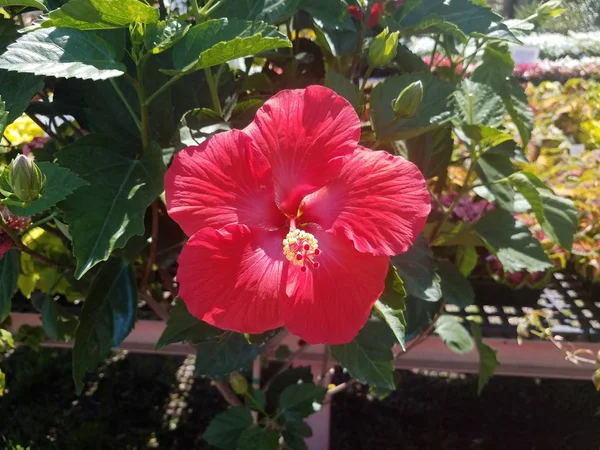 Plante à fleurs rouges et feuilles vertes en pépinière — Photo