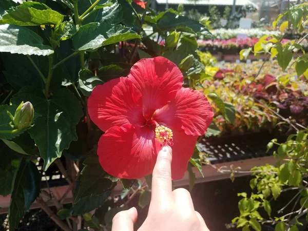 Dedo apontando para a planta com flor vermelha e folhas verdes no viveiro de plantas — Fotografia de Stock