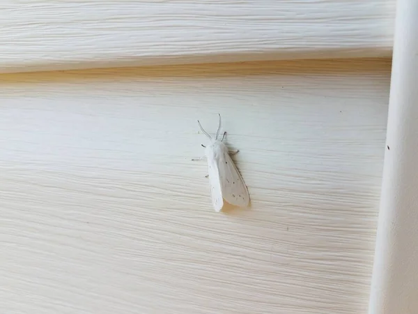 Insecto polilla blanca con alas en el revestimiento de la casa blanca —  Fotos de Stock