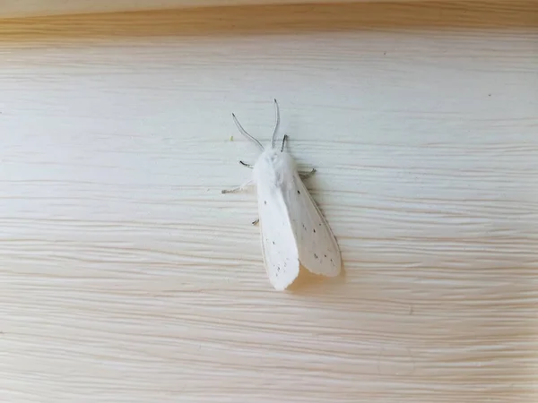 Insecto polilla blanca con alas en el revestimiento de la casa blanca — Foto de Stock