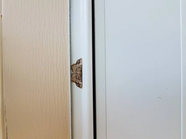 Brązowy i szary owad Moth ze skrzydłami na białym domu Siding — Zdjęcie stockowe