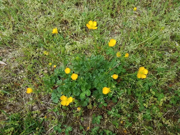 Grünes Unkraut mit gelben Blüten und grünem Gras — Stockfoto