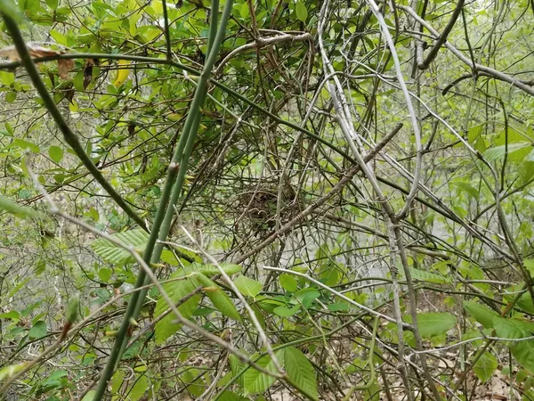 Pequeño nido de pájaros de palos en árbol con hojas — Foto de Stock