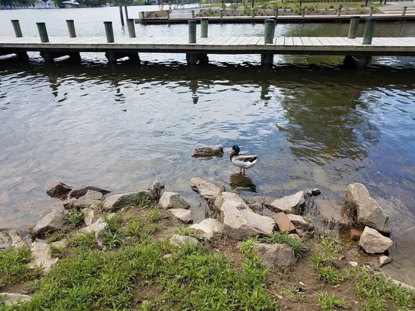 Dos patos en la orilla de un río con rocas y muelle — Foto de Stock