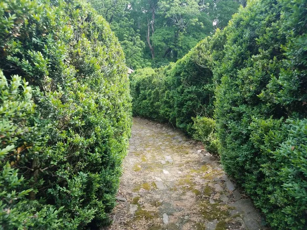 Antiguo camino de ladrillo o sendero en el jardín con arbustos verdes —  Fotos de Stock