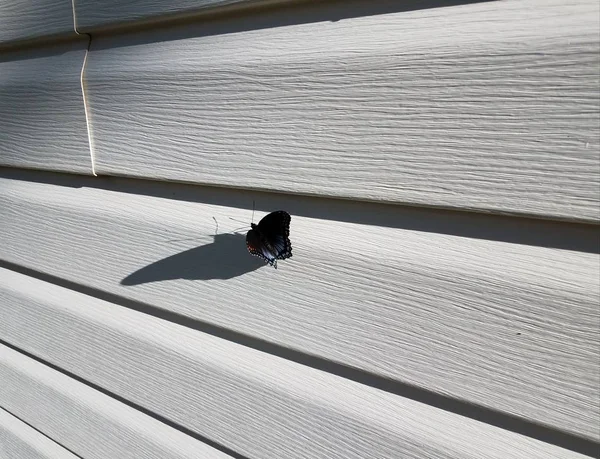 Mariposa negra con alas anaranjadas y azules en el revestimiento de la casa blanca —  Fotos de Stock