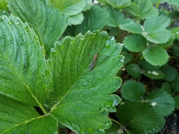 insect and water drops on green leaf on strawberry plant