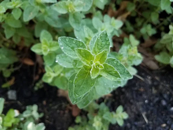 Wassertropfen auf grünem Blatt auf Oregano-Pflanze — Stockfoto