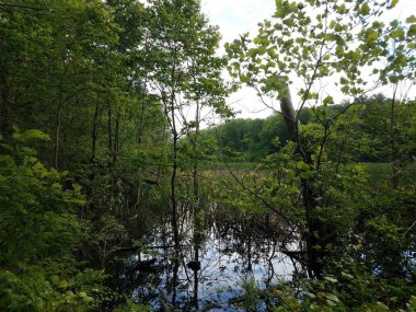 sarı çiçekler ve ağaçlar ile bitkiler ile bataklık veya bataklık