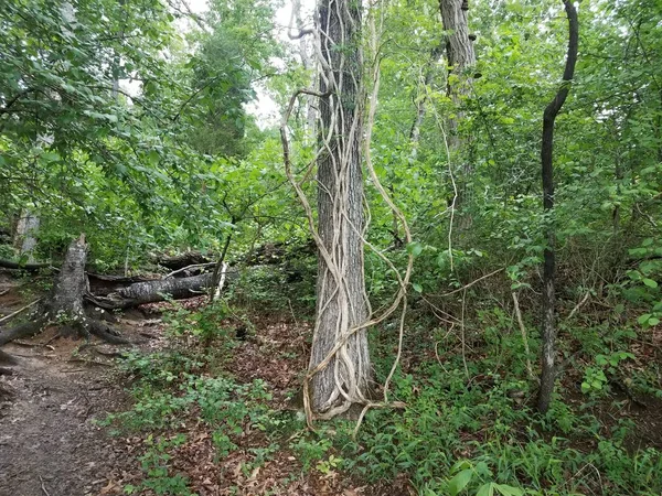 Reben, die auf Baumstämmen im Wald oder Wald wachsen — Stockfoto