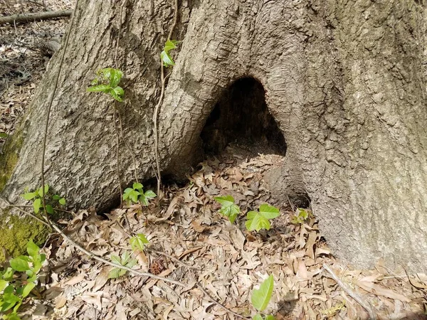 Голова коричневой саламандры или тритона, тыкающегося в полость дерева — стоковое фото