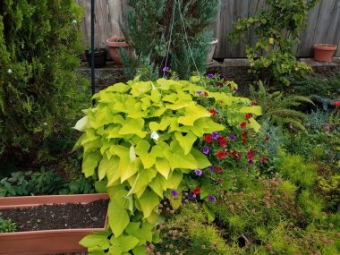 yeşil yaprakları ve kırmızı ve mor çiçeklerile bitki