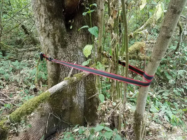 Чорно-червоний ремінь, що тримає дерева з мохом — стокове фото