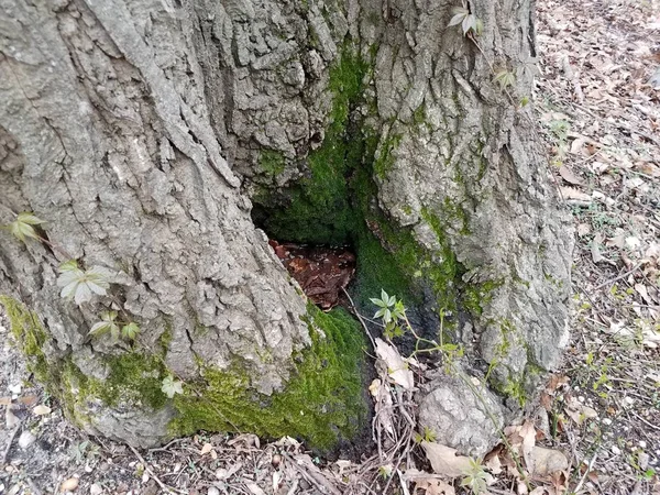 树干底部绿软苔户外带水 — 图库照片
