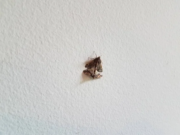 Brown moth serangga dengan sayap kawin di dinding putih — Stok Foto