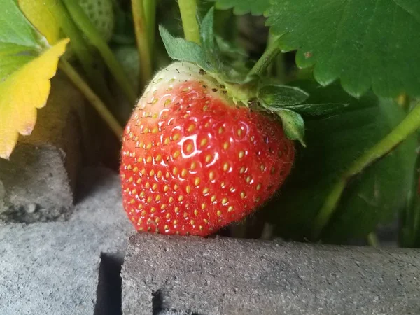 花园里的红草莓果和绿叶 — 图库照片