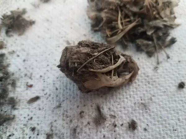 Cráneo de rata y montón de pelo negro de pelotilla de búho en toalla de papel — Foto de Stock