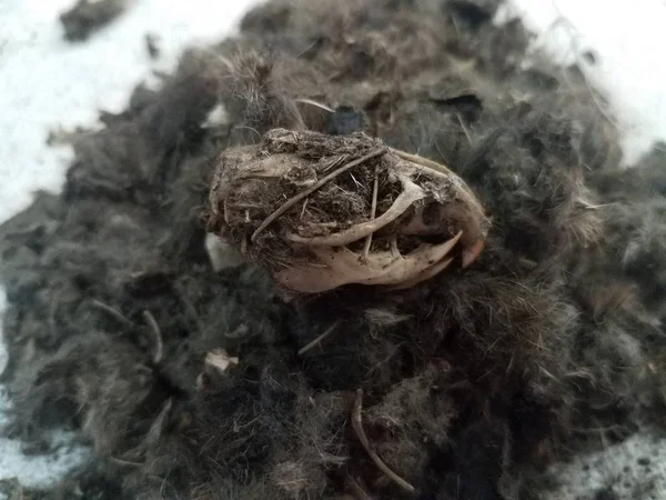 Cráneo de rata y gran pila de pelo negro de pellets de búho — Foto de Stock