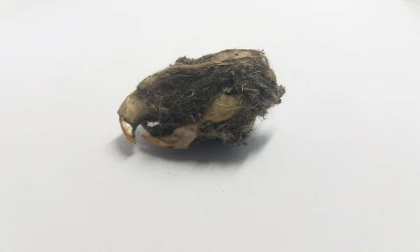 Cráneo de rata y dientes y pelo negro de pellets de búho sobre fondo blanco — Foto de Stock