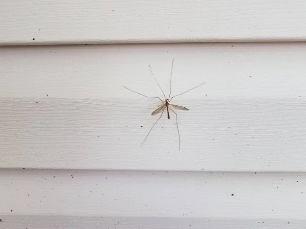 Μεγάλη μύγα γερανός ή κουνουπιών σε λευκό σπίτι πλαισιώσει — Φωτογραφία Αρχείου