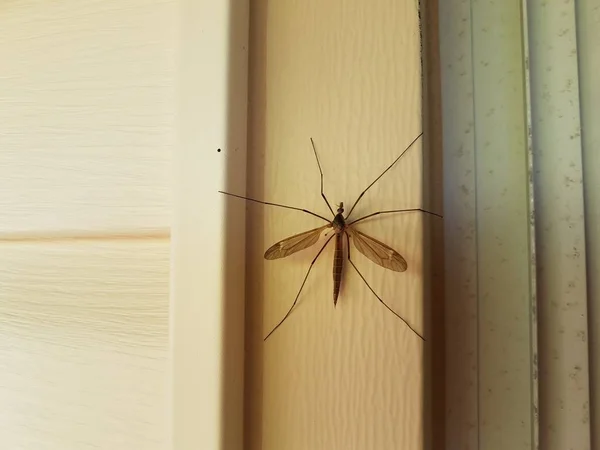 Grande mosca guindaste ou mosquito comedor no tapume da casa branca — Fotografia de Stock