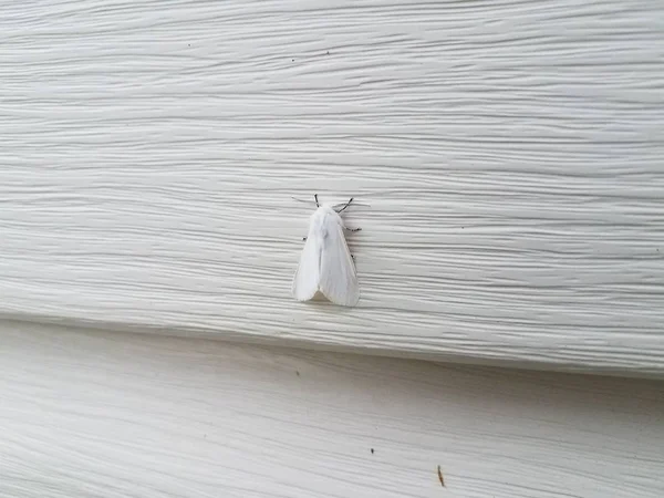 White home siding with white moth insect — Stock Photo, Image