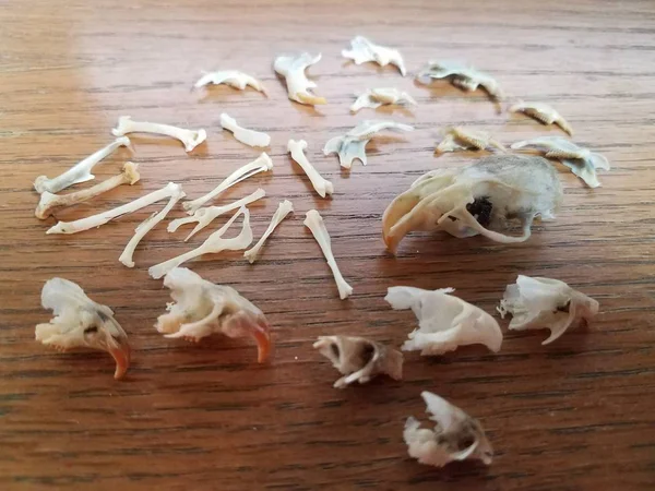 Mouse and rat skulls and bones on wood desk — Stock Photo, Image