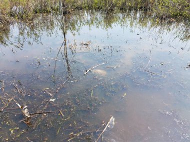 bataklık veya bitkilerle sulak alanda yüzen kaplumbağa