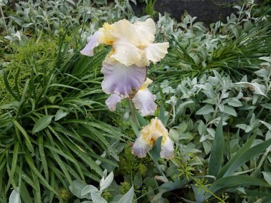 mor ve sarı yaprakları ve su damlaları ile çiçek