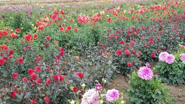 Feld von rosa und roten Dahlienblüten im Feld — Stockfoto