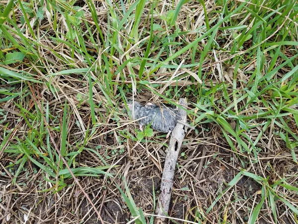 Dead grey mouse with stick and wet green grass — стоковое фото