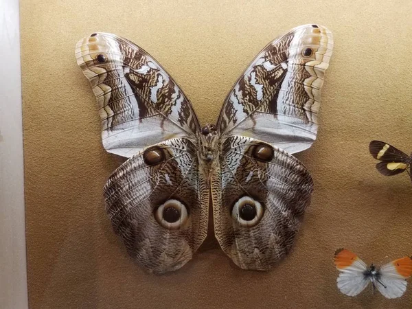 目を持つ翼を持つ大きなピン留めされた蛾の標本 — ストック写真