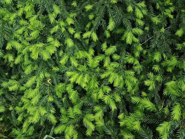 Lehké a tmavě zelené piniové jehly na keříku — Stock fotografie