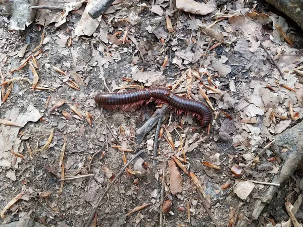 ตายสีแดง millipede กับหลายขาบนดินหรือดิน — ภาพถ่ายสต็อก