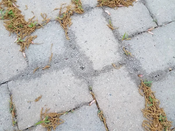 Telhas de pedra cinza com sujeira de formigas e pólen — Fotografia de Stock