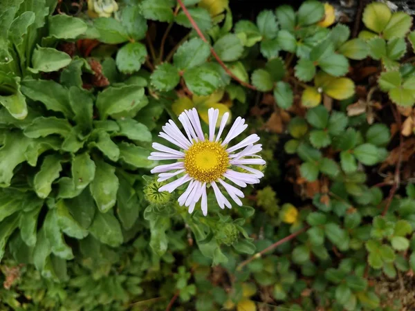 Plante aux feuilles vertes et fleur jaune et blanche — Photo