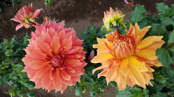 Pétales de fleurs dahlia orange et jaune aux feuilles vertes — Photo