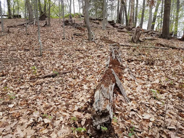Umgestürzte Baumstämme und Blätter im Wald — Stockfoto