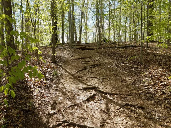 trail on hill with tree roots in forest or woods