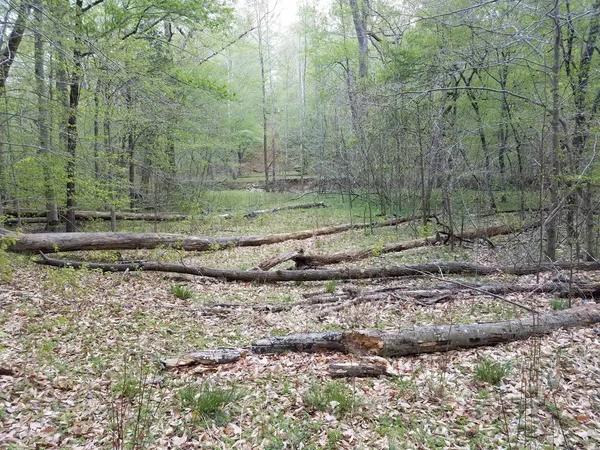 Tronco de árvore caído e folhas na floresta ou na floresta — Fotografia de Stock
