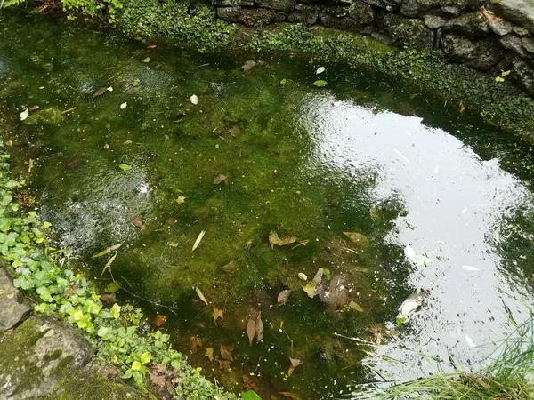 Kirli su ve yeşil bitkiler ile küçük gölet — Stok fotoğraf