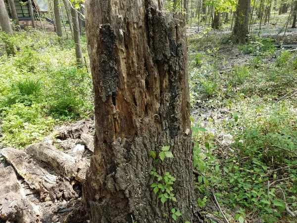 Tronco de árvore em decomposição e plantas verdes e folhas na floresta — Fotografia de Stock
