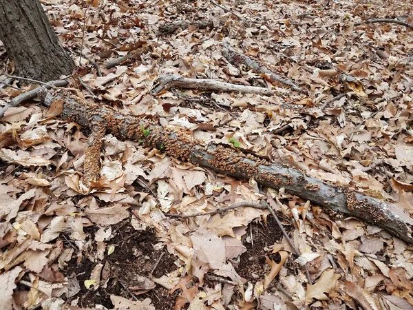 Ast mit braunem Pilz oder Pilz — Stockfoto