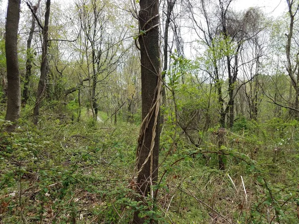 Vinstockar växer upp trädstam i skog eller skog — Stockfoto